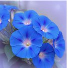 HEAVENLY BLUE MORNING GLORY SEEDS HUMMINGBIRDS FLOWER CLIMBER 400 Seeds