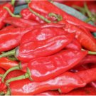 20+ CAYENNE RED PEPPER GIANTS NON-GMO  SEEDS HEIRLOOM VEGETABLE