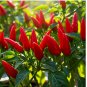 20+ CAYENNE RED PEPPER GIANTS NON-GMO  SEEDS HEIRLOOM VEGETABLE