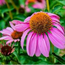 ECHINACEA PURPLE RED CONE SEEDS SPRING PERENNIAL WILDFLOWER BEES FLOWER USA 500+ Seeds