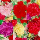 CARNATION SPRING MIX SEEDS  600+ RARE DIANTHUS CHABAUD FLOWERS DOUBLE BLOOMS USA
