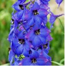 PENSTEMON SEEDS 200+ HUMMINGBIRD MIX SPRING PERENNIAL BEARDTONGUE FLOWER BEES US