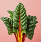 RAINBOW SWISS CHARD SEEDS 150+  | HEIRLOOM NON-GMO MICROGREENS