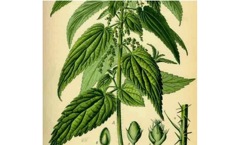 STINGING NETTLE SEEDS 3000+ HEIRLOOM SPRING PERENNIAL HERB MEDICINAL POLLINATORS