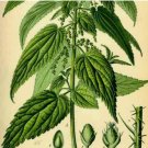 STINGING NETTLE SEEDS 3000+ HEIRLOOM SPRING PERENNIAL HERB MEDICINAL POLLINATORS