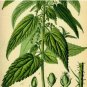 STINGING NETTLE SEEDS 3000+ HEIRLOOM SPRING PERENNIAL HERB MEDICINAL POLLINATORS