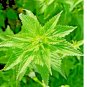 STINGING NETTLE SEEDS 3000+ HEIRLOOM SPRING PERENNIAL HERB MEDICINAL POLLINATORS