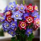 COLUMBINE MCKANA GIANTS SEEDS 400 PERENNIAL SPRING MIX FLOWER BEES