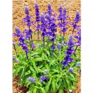 100+ SAGE SEEDS MOSQUITO REPELLENT HERB SPRING HEIRLOOM PERENNIAL DEER RESISTANT