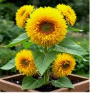 DWARF TEDDY BEAR SUNFLOWER SEEDS SPRING MIX HEIRLOOM NON-GMO 100+ Seeds