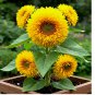 DWARF TEDDY BEAR SUNFLOWER SEEDS SPRING MIX HEIRLOOM NON-GMO 100+ Seeds