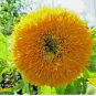 DWARF TEDDY BEAR SUNFLOWER SEEDS SPRING MIX HEIRLOOM NON-GMO 100+ Seeds