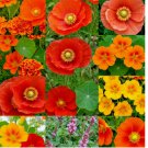 WILDFLOWERS SEEDS 1200+ SPRING HUMMINGBIRD MIX BUTTERFLY BEES
