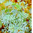 300+ RUE SEEDS INSECT PEST REPELLENT SPRING HEIRLOOM HERBS FLEA MEDICINAL USA