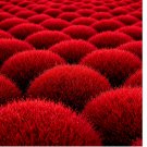 RARE BURNING BUSH SEEDS 300+ COLD HARDY GRASS ORNAMENTAL HEDGE