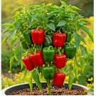 CALIFORNIA WONDER BELL PEPPER MIX SEEDS 300+ GARDEN VEGETABLE HEIRLOOM NON-GMO