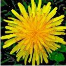 DANDELION SEEDS 1000+ SPRING MICROGREENS SALADS HERB ORGANIC PERENNIAL NON-GMO