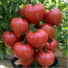 RARE GIANT OXHEART TOMATO SEEDS HUGE TASTY HEIRLOOM NON-GMO 75 Seeds