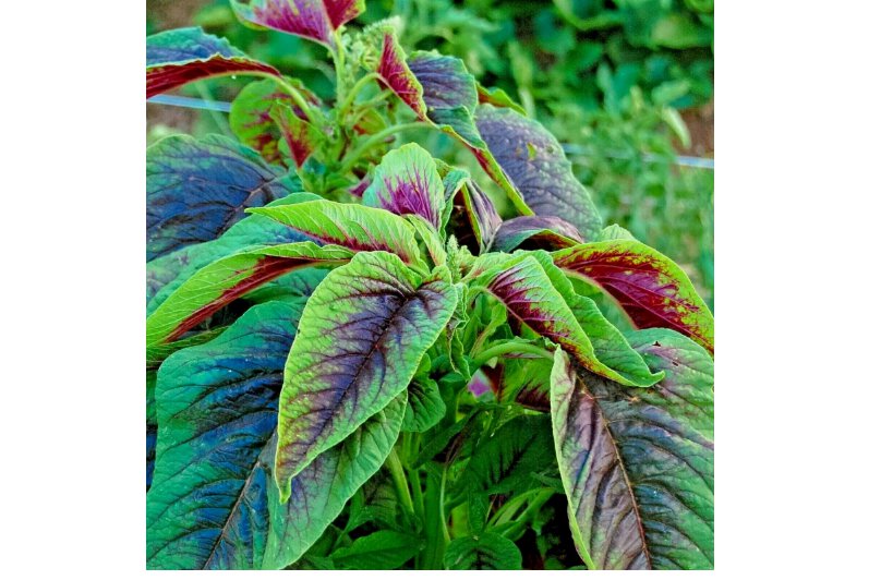 100+ RED AMARANTH  SEEDS STRIPE LEAF CHINESE SPINACH YIN CHO VEGETABLE GARDEN