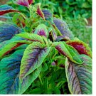 100+ RED AMARANTH  SEEDS STRIPE LEAF CHINESE SPINACH YIN CHO VEGETABLE GARDEN
