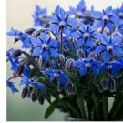BLUE BORAGE SEEDS 200+ SPRING HERB GARDEN PEST REPELLENT FLOWER