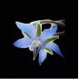 BLUE BORAGE SEEDS 200+ SPRING HERB GARDEN PEST REPELLENT FLOWER