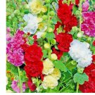 GIANT HOLLYHOCK SEEDS HUMMINGBIRD SPRING MIX PLANTING FLOWERS 200+ Seeds
