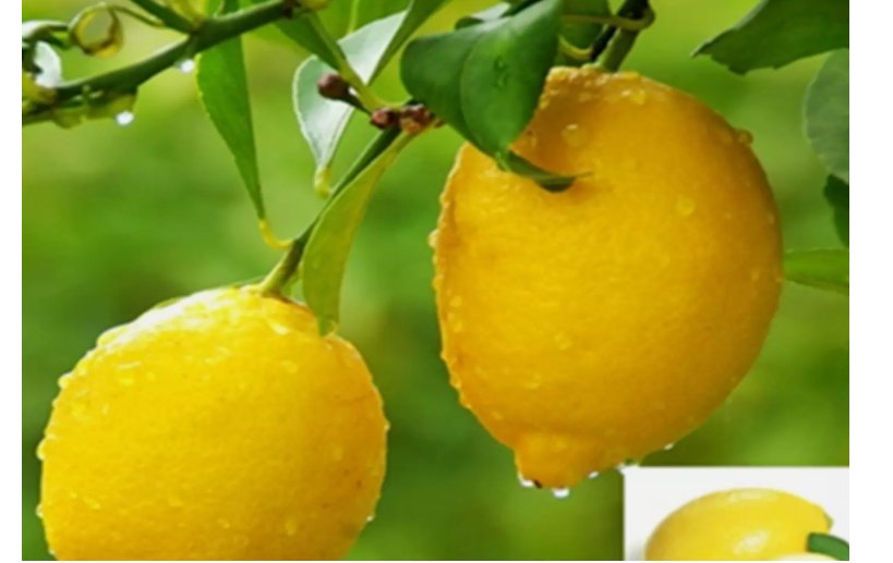 LEMON/LIME MIX citrus bush garden plant tree germination USA Seller 20 Seeds