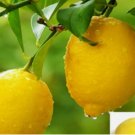 LEMON/LIME MIX citrus bush garden plant tree germination USA Seller 20 Seeds