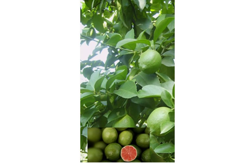 GREEN/RED CENTER LIME citrus bush garden plant tree USA Seller 20 Seeds