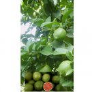 GREEN/RED CENTER LIME citrus bush garden plant tree USA Seller 20 Seeds