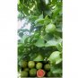GREEN/RED CENTER LIME citrus bush garden plant tree USA Seller 20 Seeds