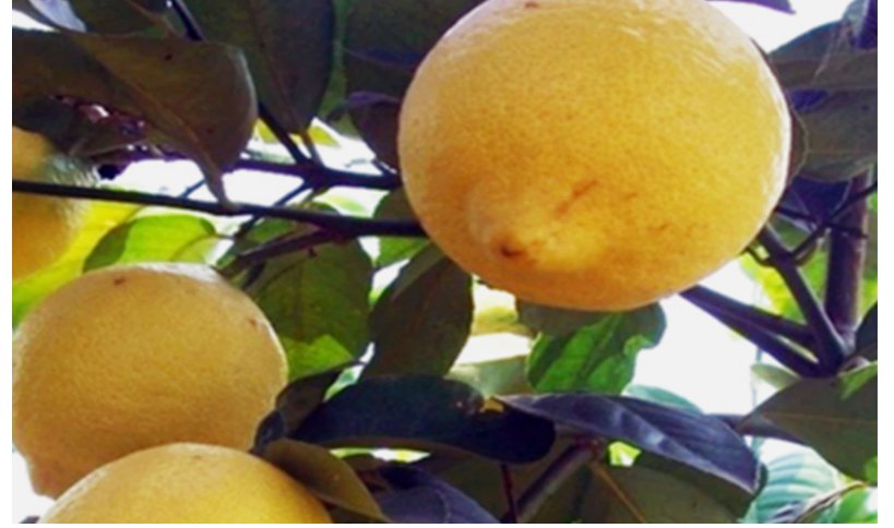YELLOW/RED CENTER LEMON citrus bush garden plant tree USA Seller 20 Seeds