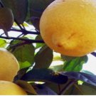 YELLOW/RED CENTER LEMON citrus bush garden plant tree USA Seller 20 Seeds