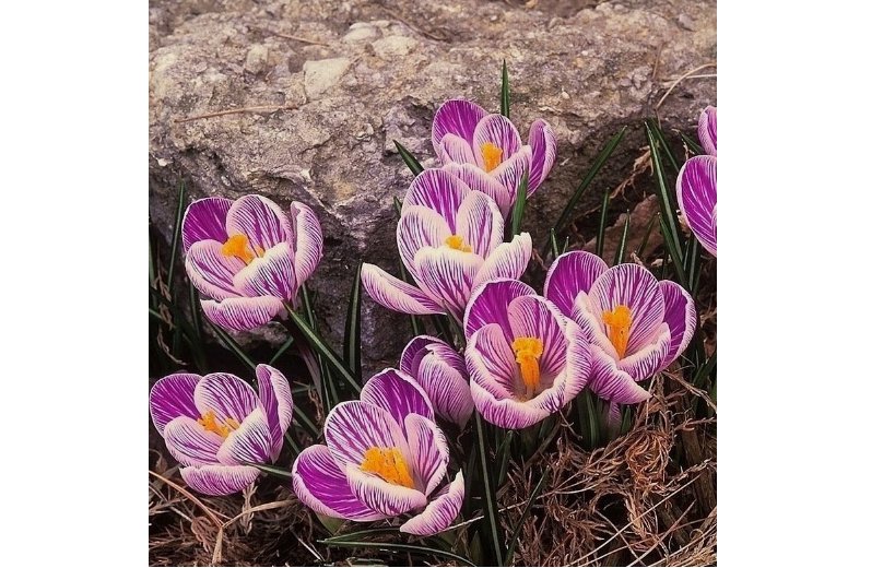 Esme Purple Mix CROCUS fragrant flower exotic garden plant USA Seller 20 Seeds