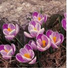 Esme Purple Mix CROCUS fragrant flower exotic garden plant USA Seller 20 Seeds