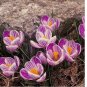 Esme Purple Mix CROCUS fragrant flower exotic garden plant USA Seller 20 Seeds