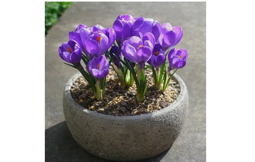 Violet Purple CROCUS fragrant flower exotic garden bed plant USA Seller 20 Seeds