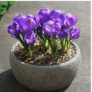 Violet Purple CROCUS fragrant flower exotic garden bed plant USA Seller 20 Seeds