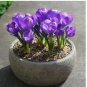 Violet Purple CROCUS fragrant flower exotic garden bed plant USA Seller 20 Seeds