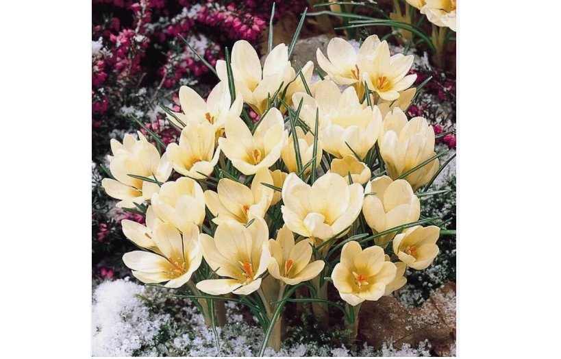 Light Yellow CROCUS fragrant flower exotic bush garden plant USA Seller 20 Seeds