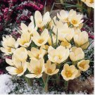 Light Yellow CROCUS fragrant flower exotic bush garden plant USA Seller 20 Seeds