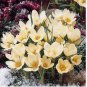 Light Yellow CROCUS fragrant flower exotic bush garden plant USA Seller 20 Seeds