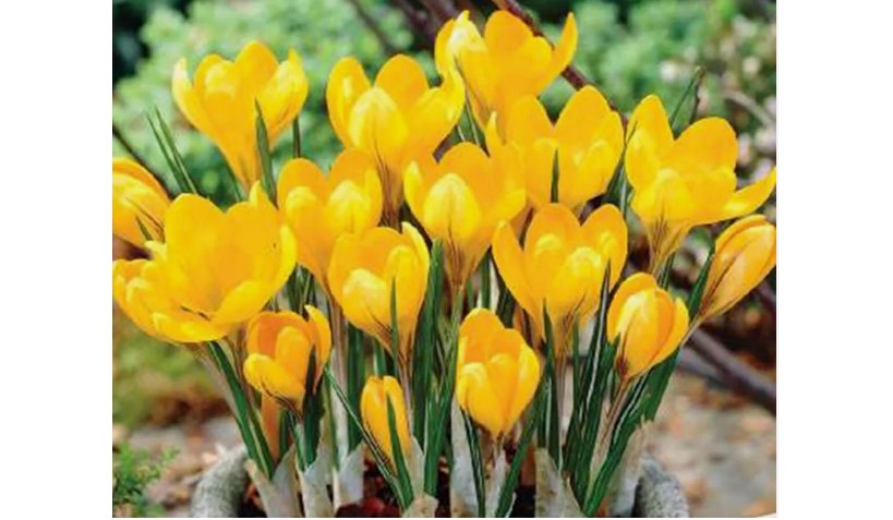 Sun Yellow CROCUS fragrant flower exotic bush garden plant USA Seller 20 Seeds