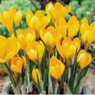 Sun Yellow CROCUS fragrant flower exotic bush garden plant USA Seller 20 Seeds