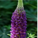 purple violet LUPINE lupin flower exotic garden bed plant USA Seller 20 Seeds