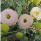 baby pink LISIANTHUS (Prairie Gentian) Eustoma garden plant USA Seller 20 Seeds