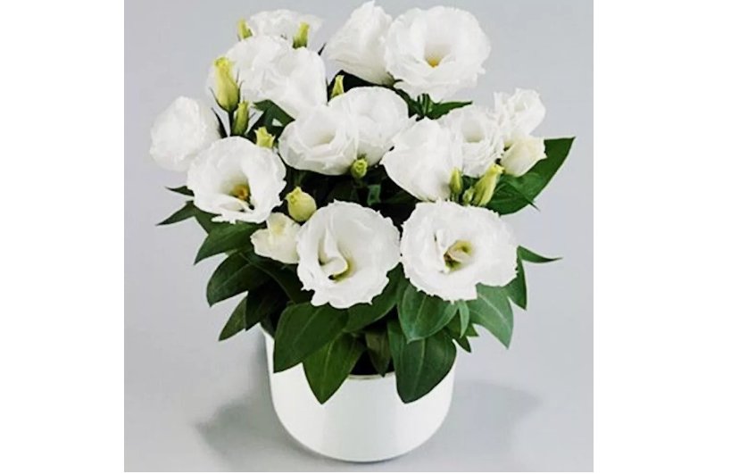 white LISIANTHUS (Prairie Gentian) Eustoma flower bed garden USA Selle 20 Seeds