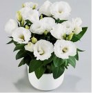 white LISIANTHUS (Prairie Gentian) Eustoma flower bed garden USA Selle 20 Seeds