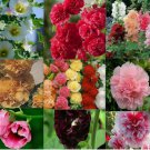 Mixed Colors HOLLYHOCK rare flower bed exotic grow plant USA Seller 20 Seeds